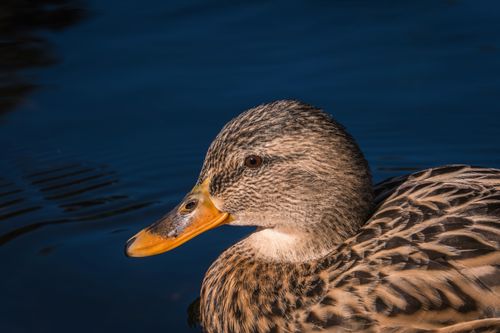Free Intimate close-up of a female mallard duck swimming in calm water, showcasing intricate feather patterns. Stock Photo