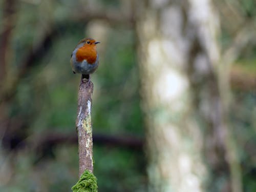 Δωρεάν στοκ φωτογραφιών με robin redbreast, άγρια φύση, άνοιξη