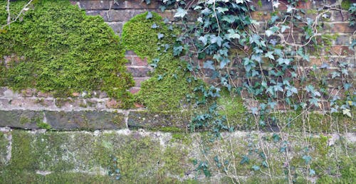 Gratis lagerfoto af blade, efeu, gamle mur