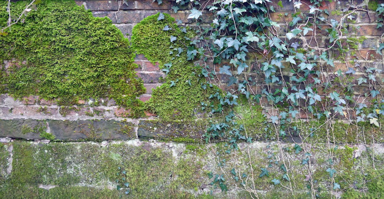 Free stock photo of brick wall, bricks, green