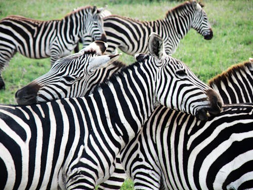 Gratis stockfoto met afrika, camouflage, dieren in het wild