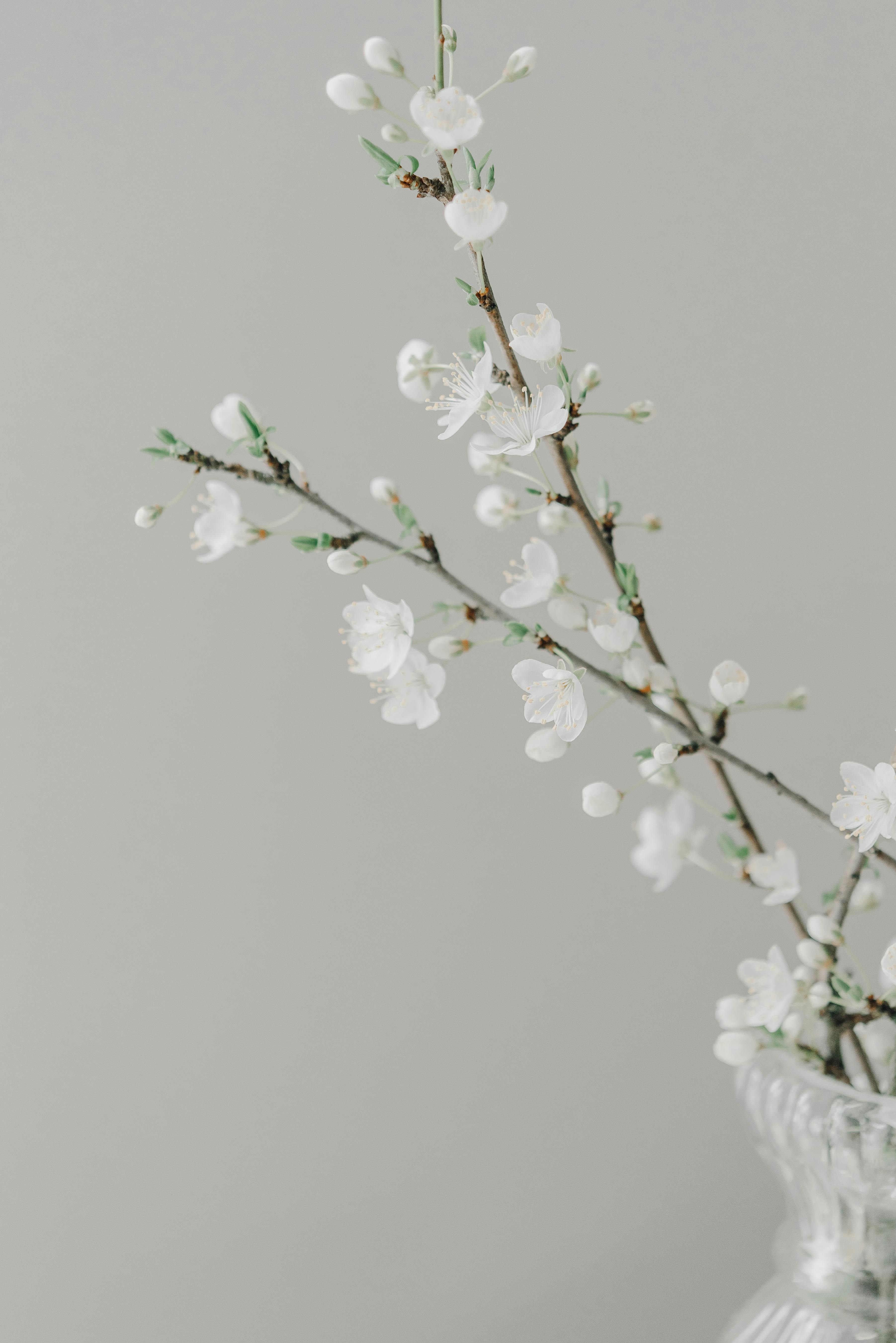 Elegant close-up of a cherry blossom branch in a vase against a soft gray background.