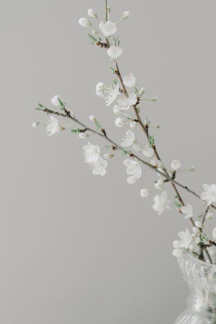 Elegant close-up of a cherry blossom branch in a vase against a soft gray background.