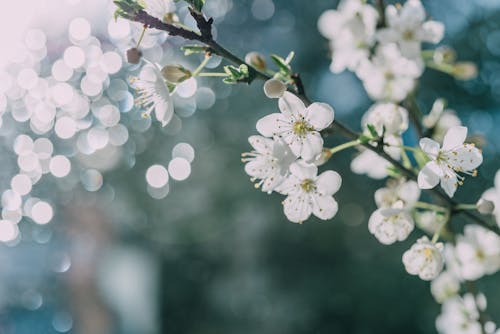 A white flower with white blossoms in front of a blurry background