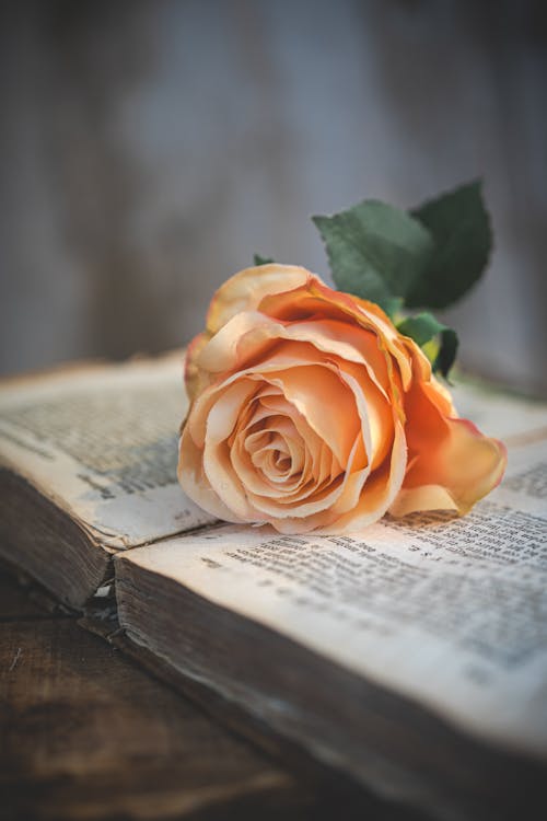 An orange rose sits on top of an open book