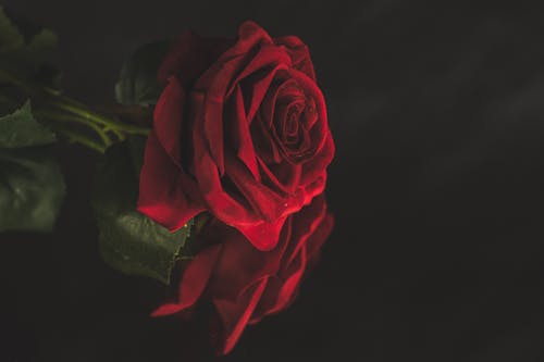 A single red rose on a black background
