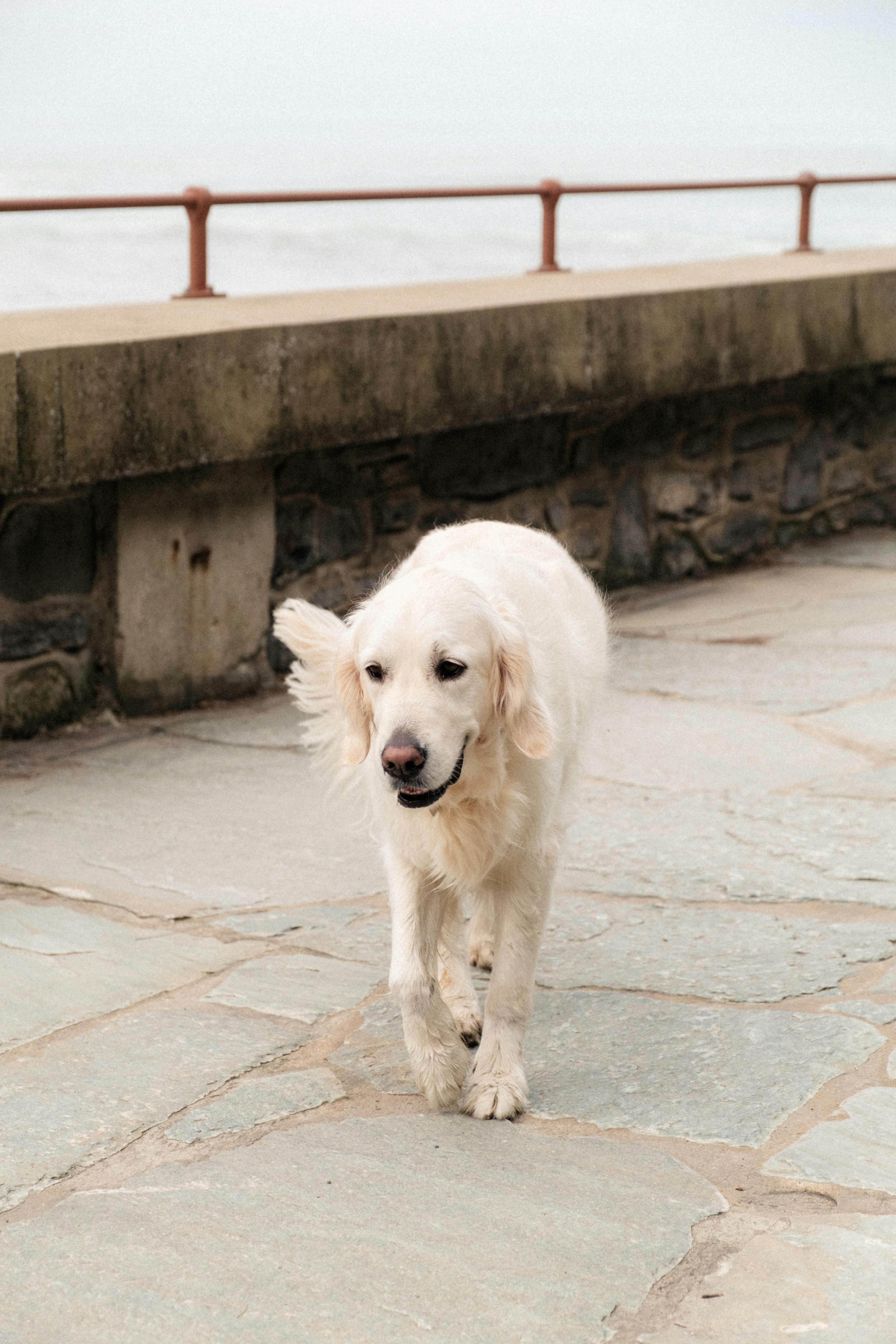 Why Do Dogs Have Wet Noses? Discover The Surprising Reasons! 8 Are All Dogs’ Noses Wet? Exploring the Variations Among Breeds