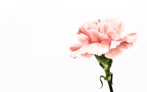 Free Pink Flower Artwork Stock Photo