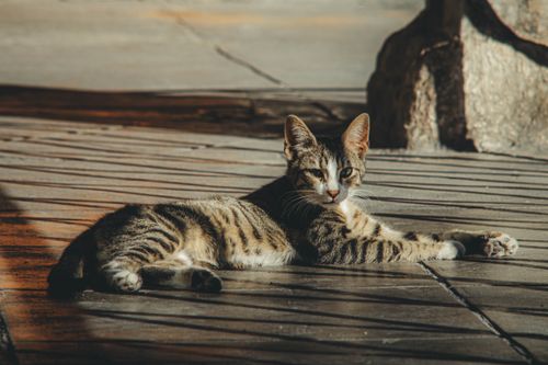Free A tabby cat enjoys the sun while lying on a pavement in İstanbul. Stock Photo