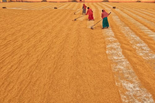 Women Working on Rural Field