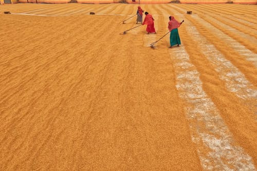 Foto profissional grátis de agricultura, amarelo, arar