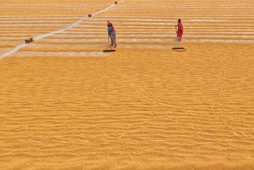 Immagine gratuita di agricoltura, azienda agricola, campo