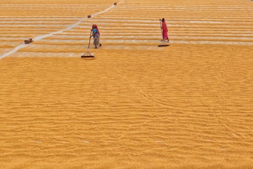 Foto profissional grátis de agricultores, agricultura, área