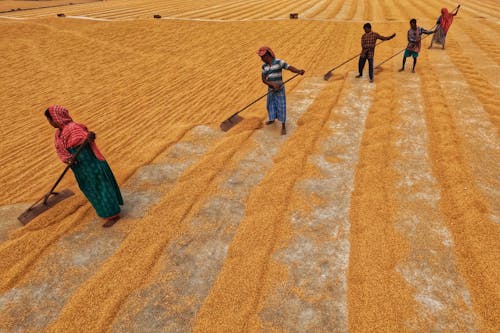 Foto profissional grátis de agricultores, agricultura, área