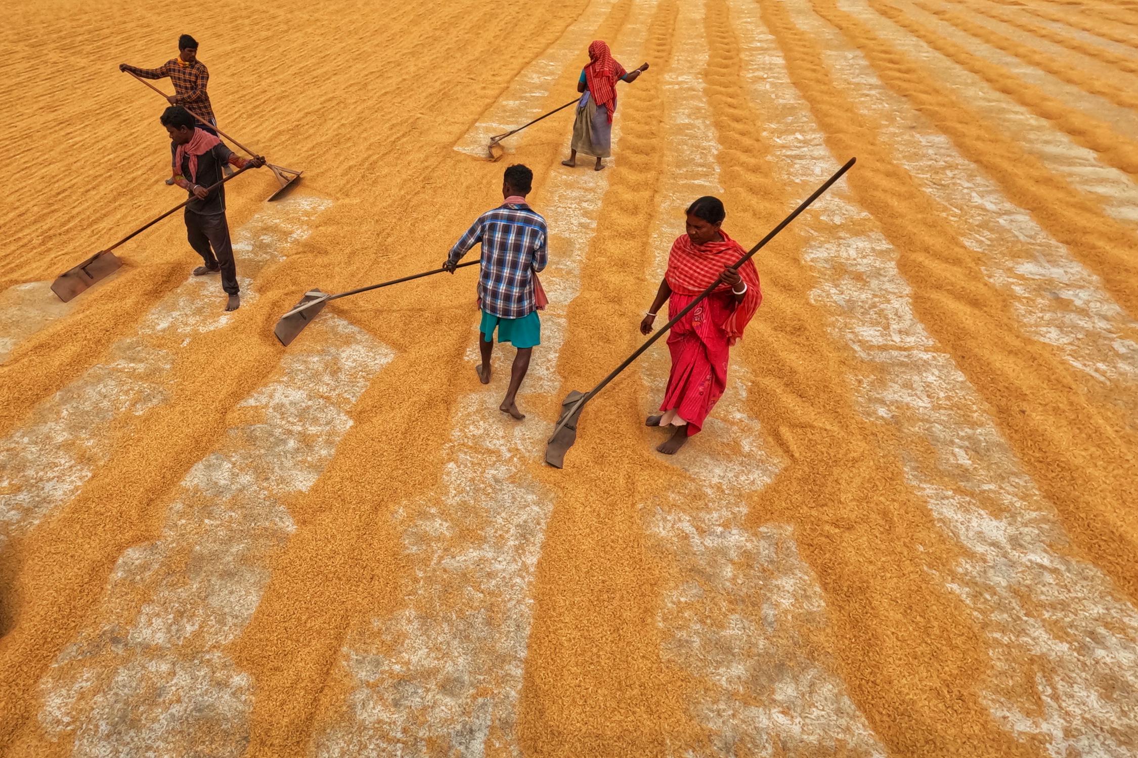 Women and Men Working on Rural Field · Free Stock Photo