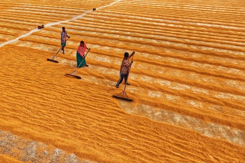 Foto profissional grátis de agricultores, agricultura, área