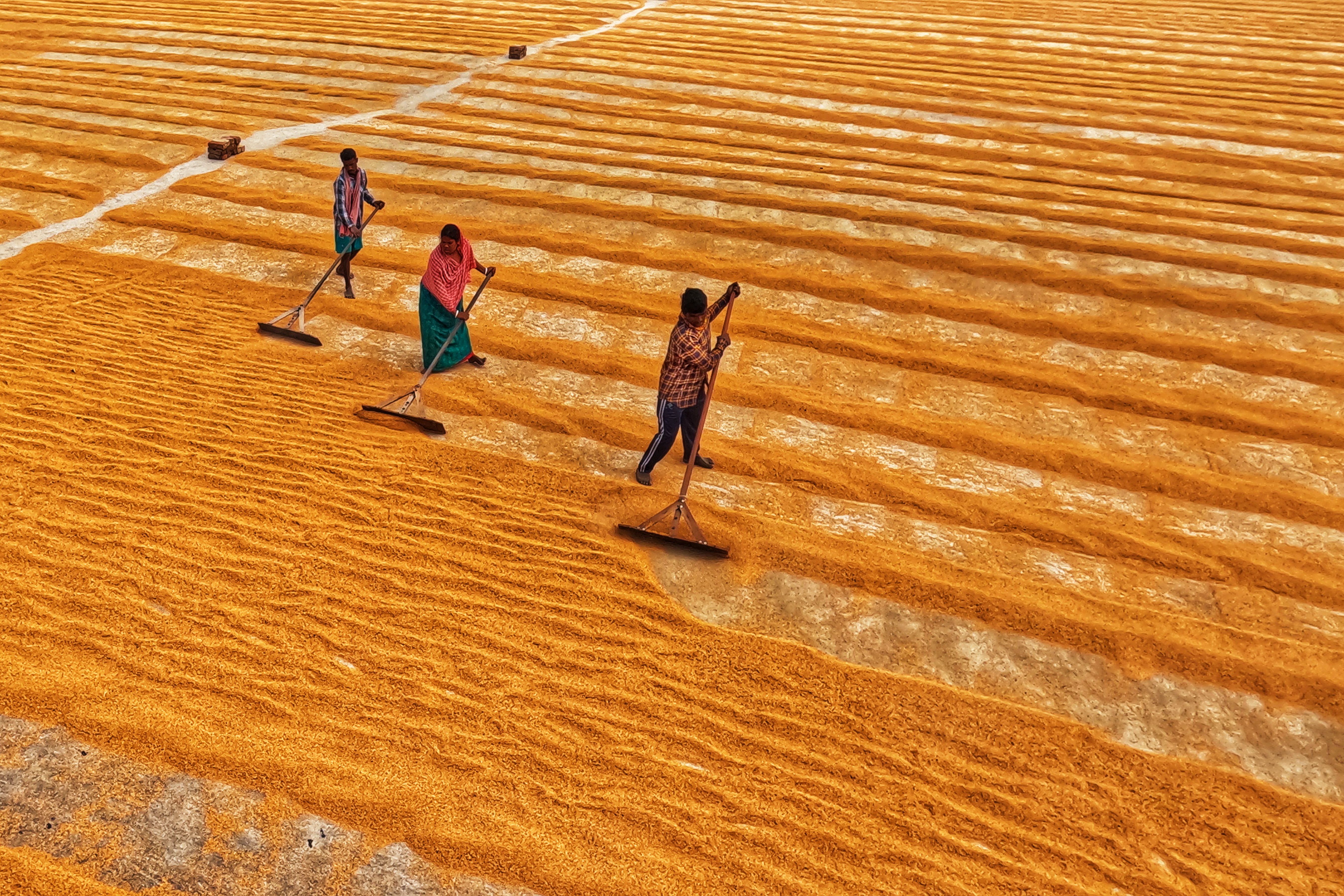 Woman and Men Working on Rural Field · Free Stock Photo