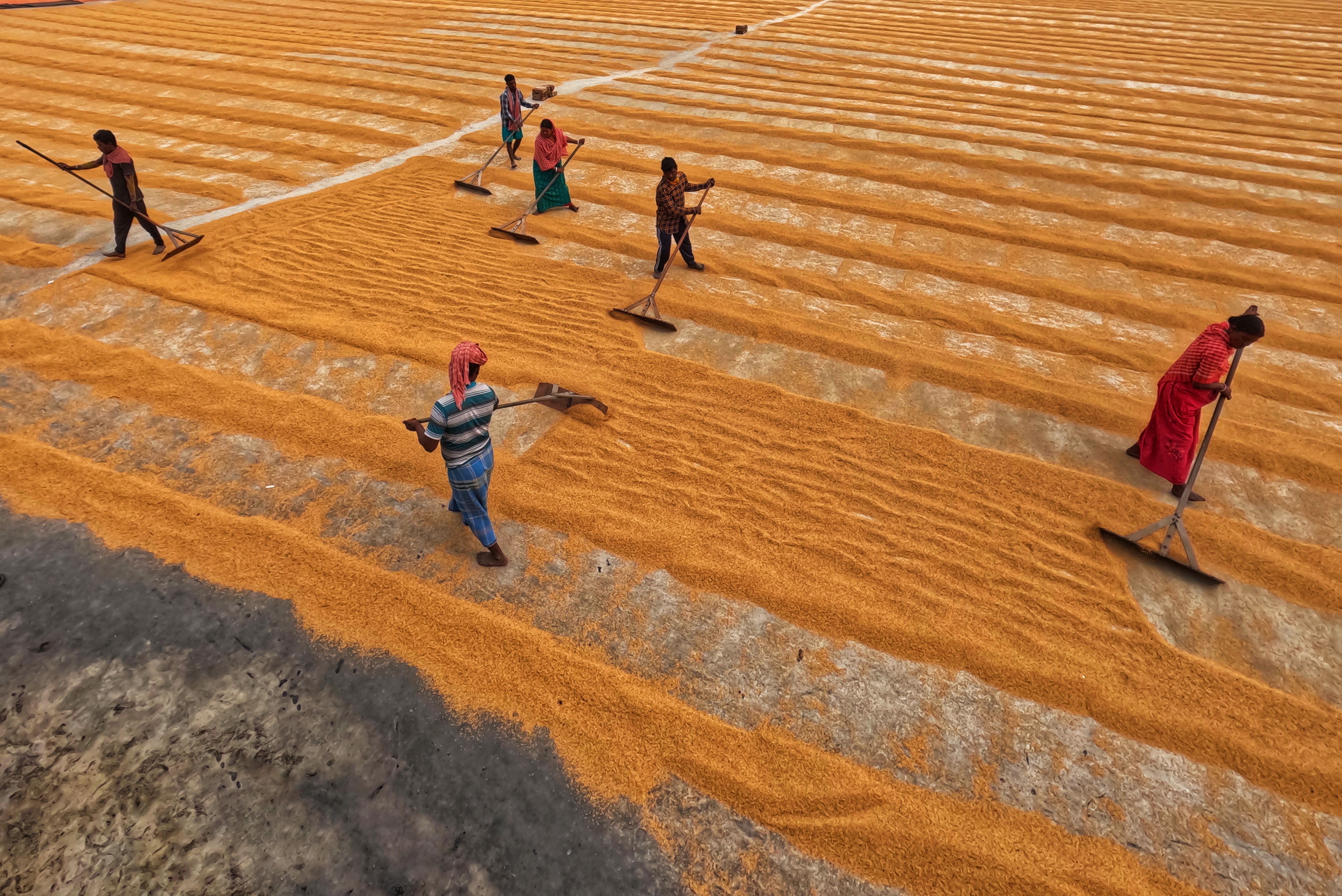 Women and Men Working on Field · Free Stock Photo