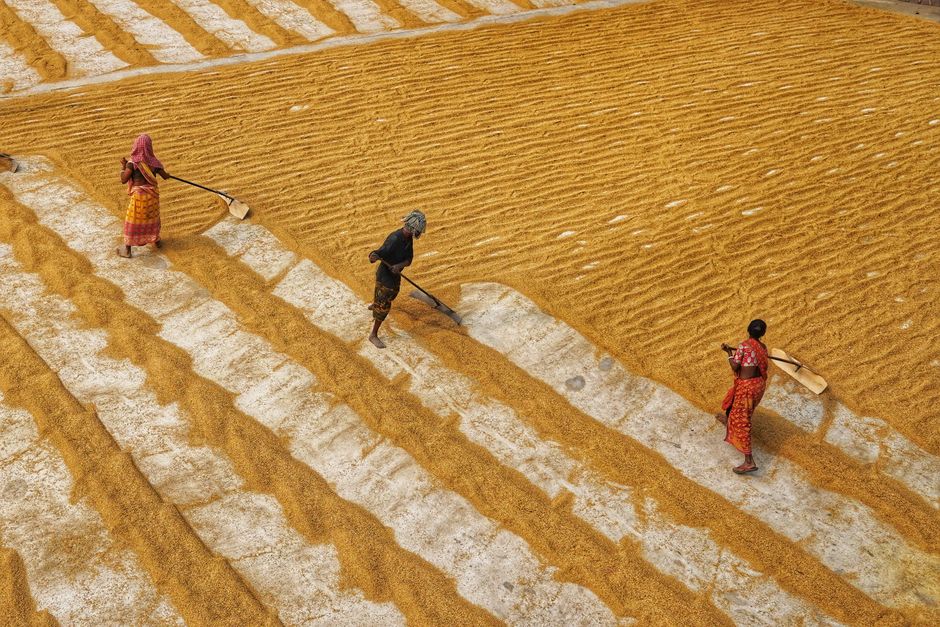 Farmers working in fields of Habra, India, practicing traditional agriculture methods. Farmers working in fields of Habra, India, practicing traditional agriculture methods.