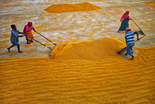 Free Workers spreading grains in a rural area of Habra, India, showcasing traditional agriculture. Stock Photo