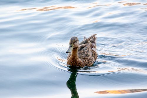 Free A close-up of a duck gracefully swimming on a calm lake, capturing a peaceful moment in nature. Stock Photo