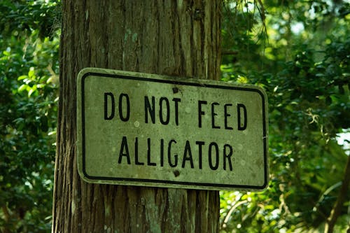 A sign that says do not feed alligator