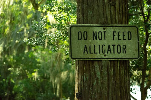 A sign that says do not feed alligators