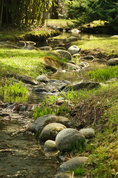 Immagine gratuita di acqua, foresta, natura