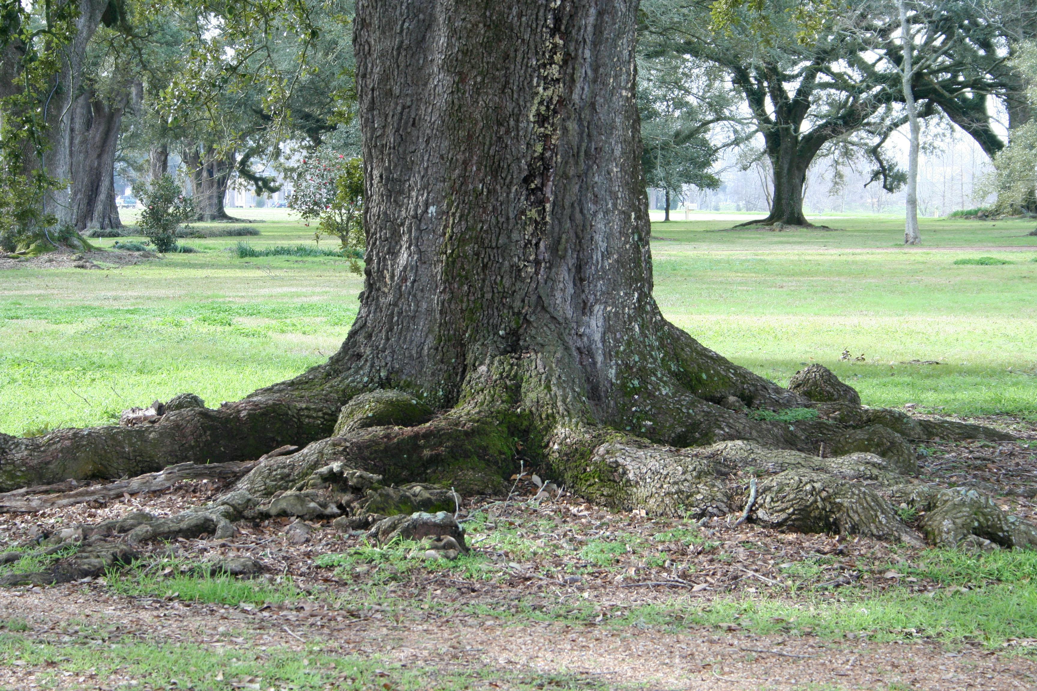 free-stock-photo-of-live-oak-louisiana-roots