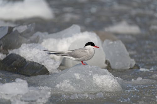 Close up of an Arctic Tern