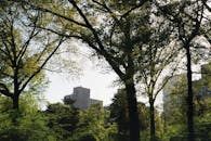 春天，中央公园郁郁葱葱的绿色植物映衬着纽约市的天际线