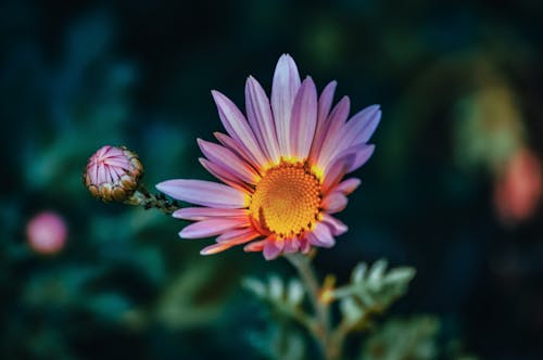 Foto profissional grátis de flor, foco seletivo, lilás