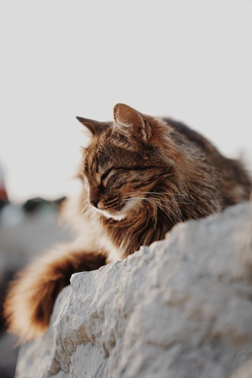 Tabby Cat on Rock · Free Stock Photo