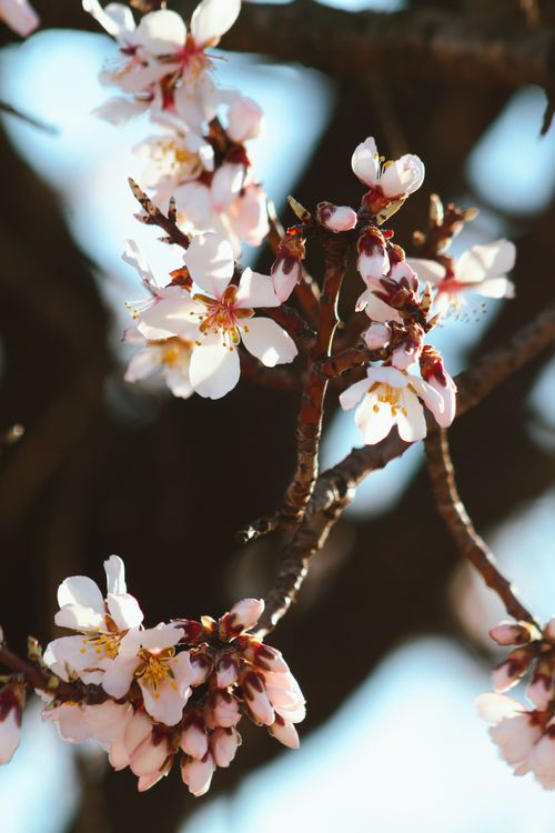 Free Capture of cherry blossoms in full bloom, showcasing natural beauty and spring vitality. Stock Photo