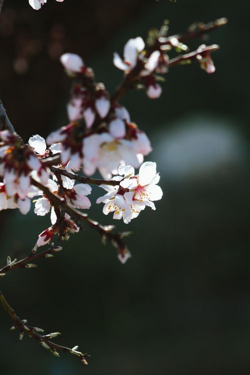 Free Close-up of cherry blossoms on branches in selective focus capturing a spring feeling. Stock Photo