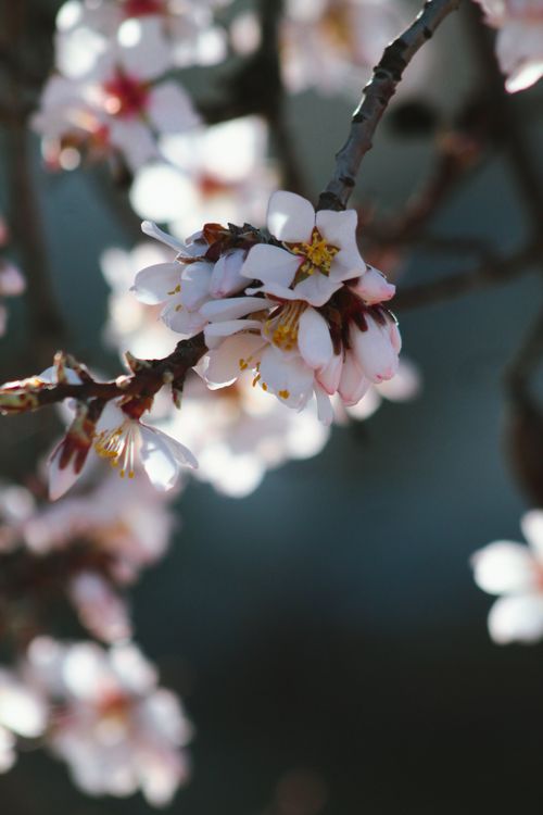 Free Beautiful close-up of cherry blossoms on a tree branch, representing springtime nature beauty. Stock Photo