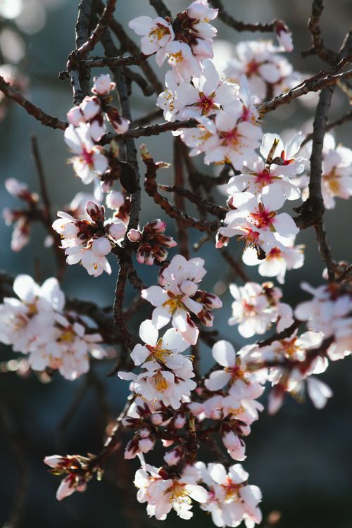 Free Close-up of delicate cherry blossoms on branches, capturing spring's essence. Stock Photo