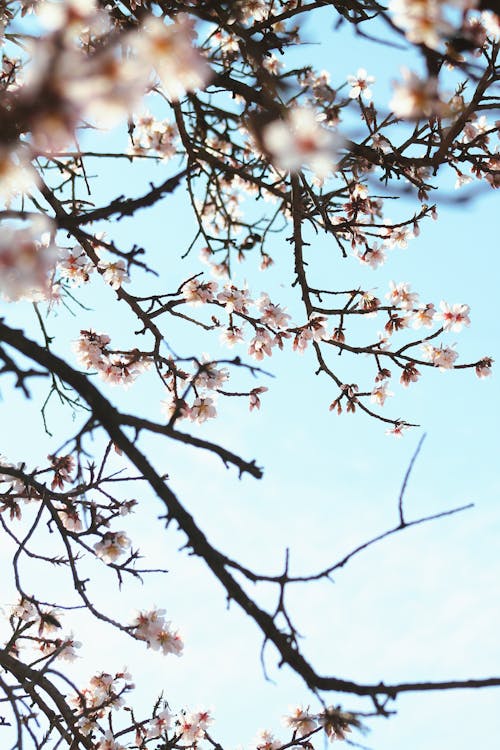 Cherry Blossom Flowers on a Tree