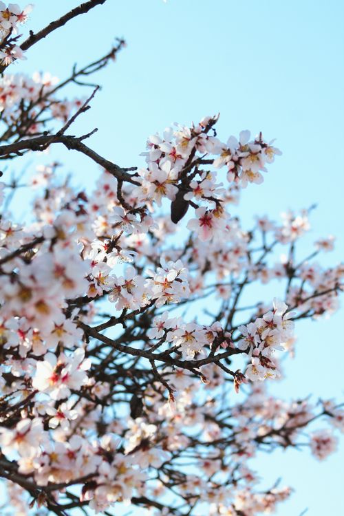 Free Beautiful cherry blossoms in full bloom against a clear blue sky background. Stock Photo