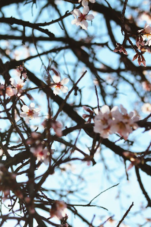 Fotobanka s bezplatnými fotkami na tému čerešňa, jar, kvet ovocného stromu