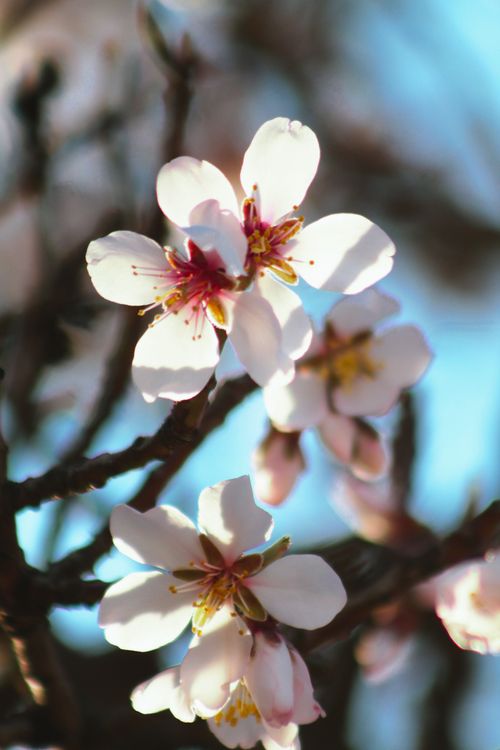 Free Detailed image of cherry blossoms with petals in soft focus against a clear blue sky Stock Photo