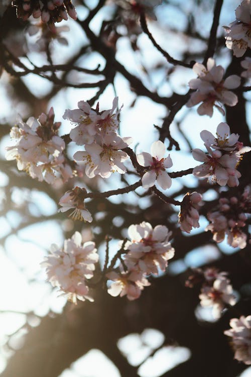 Imagine de stoc gratuită din arbore, creangă, floare de cireș