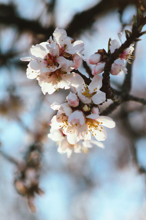 Free Stunning close-up of cherry blossoms in full bloom against a clear blue sky, capturing the essence of spring. Stock Photo