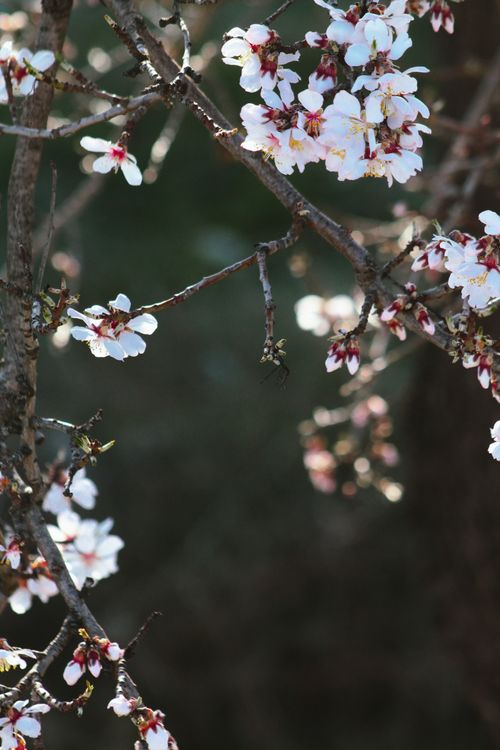 Free Beautiful white blossoms on branches capture the essence of spring with selective focus. Stock Photo