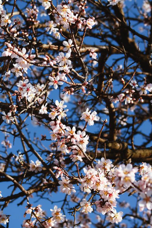 Free A vibrant display of cherry blossoms in springtime set against a clear blue sky. Stock Photo