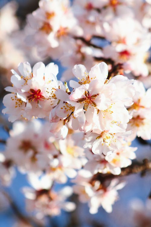 White Cherry Blossoms