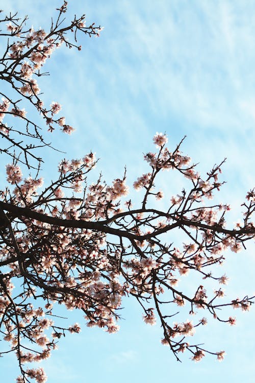 ağaç, bahar, dal içeren Ücretsiz stok fotoğraf