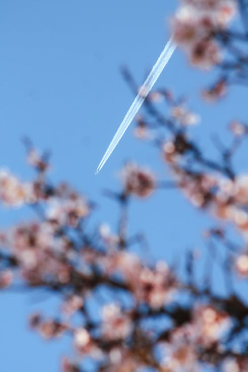 Kostnadsfri bild av fjäder, klar himmel, kondensationsstrimma