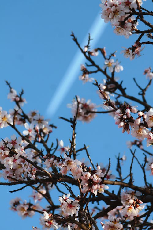 Ilmainen kuvapankkikuva tunnisteilla jousi, kirsikankukka, kukat