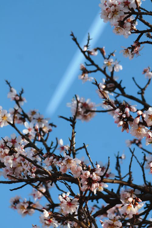 Cherry Blossom Flowers on a Tree